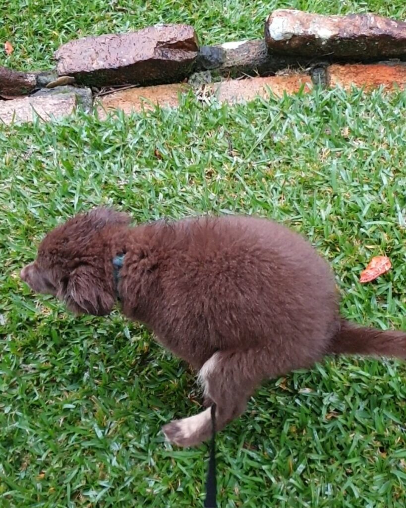 A high-angle, side-profile shot of a young chocolate-brown Miniature American Shepherd puppy standing on a wet green lawn during a rainstorm. The puppy has a damp, fluffy coat and is wearing a turquoise collar with a black leash attached. In the background, there is a low garden border made of reddish-brown stones. A single orange leaf lies on the grass near the pup's tail.
