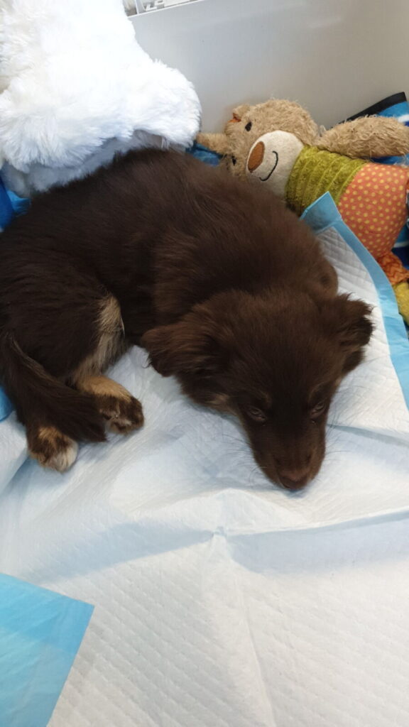 A high-angle shot of a fluffy, chocolate-brown Miniature American Shepherd puppy curled up and sleeping deeply on a blue and white striped blanket during a car journey. The puppy is tucked in next to several plush toys, including a large white teddy bear and a colourful stuffed rabbit. The pup is resting on a white absorbent pad inside a grey pet travel crate.