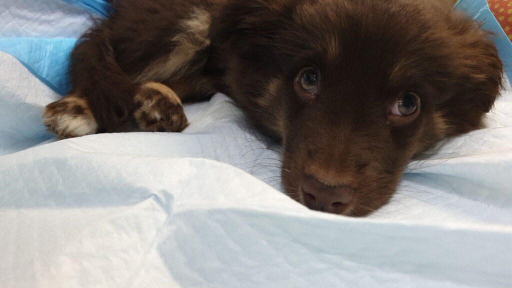 A close-up, eye-level shot of a chocolate-brown Miniature American Shepherd puppy lying on a white absorbent pad and a blue blanket. The puppy is looking directly into the camera with large, soulful brown eyes, his chin resting on the white surface. One of his front paws, showing tan and white markings, is visible near his face.