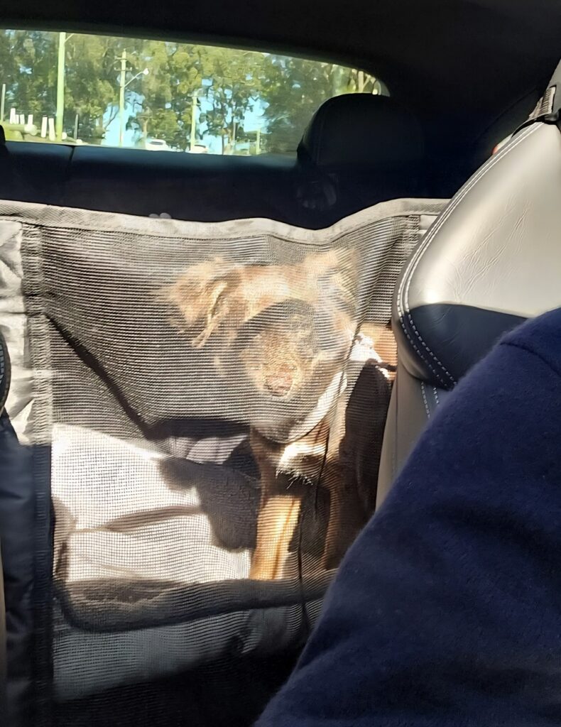 A brown Miniature American Shepherd puppy is seen through the black mesh viewing window of a car hammock in the back seat. The puppy is standing and looking toward the front of the car, but the view is obscured by the mesh.