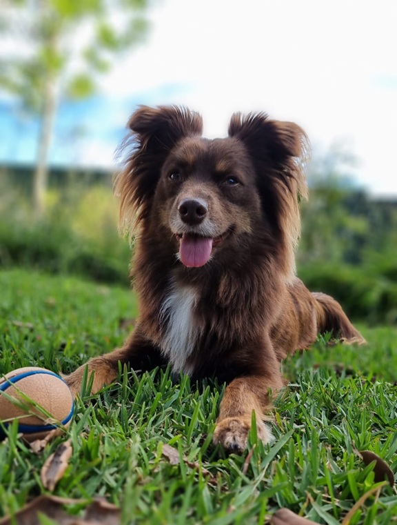 low-angle, medium shot of Monte, a brown Miniature American Shepherd, lying down on a green lawn. He has a white patch on his chest, very fluffy ears, and his tongue is happily lolling out. His favourite blue and orange Chuckit! ball rests on the grass just in front of his paws. The background features a soft-focus view of garden foliage and a bright, slightly overcast sky.