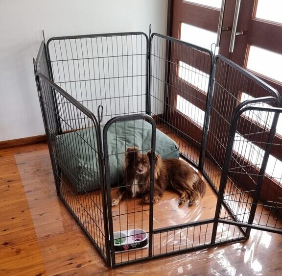 A wide shot of a black metal playpen set up on a polished timber floor near a wooden front door. The pen door is wide open, yet Monte is lying calmly inside next to a large green floor cushion. Bunnings clear PVC floor protection hack for the dog pen on hardwood floors.