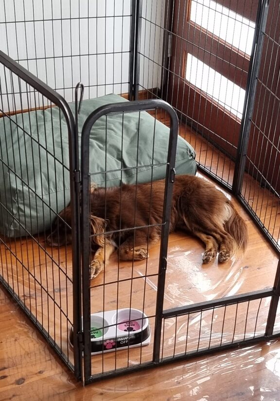 A brown Miniature American Shepherd lies comfortably on a polished timber floor inside a black metal playpen. He is resting his head near a large green cushion, and a double-sided food and water bowl is visible in the foreground. The background shows a wooden door with frosted glass panels. Bunnings clear PVC floor protection hack for the dog pen on hardwood floors.
