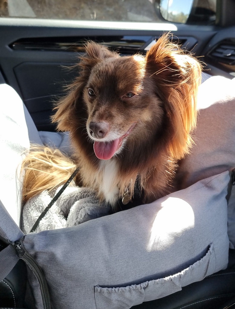 A brown Miniature American Shepherd puppy sits happily in a light grey fabric car seat on the front passenger side. He has his mouth open in a joyful "smile" with his tongue out, and one front paw is tucked slightly up as he relaxes against the soft side bolsters. Sunlight streams through the window, highlighting his fluffy ears.