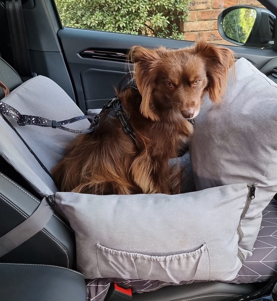 A brown Miniature American Shepherd sits in a grey fabric car seat on the front passenger side, giving a skeptical, downward look toward the camera. He is wearing a black harness and is tethered to the seat, which has been propped up with an extra grey pillow that is still not quite high enough for him to see out the window.