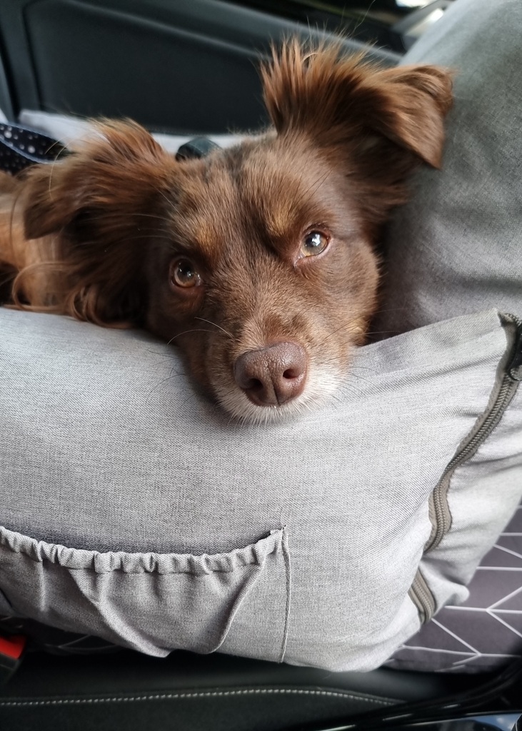 A close-up shot of a brown Miniature American Shepherd puppy resting his chin on the edge of a light grey, fabric dog booster seat. His large, fluffy ears are alert, and he is looking directly at the camera with a calm expression. The seat features a small elasticated pocket on the front.
