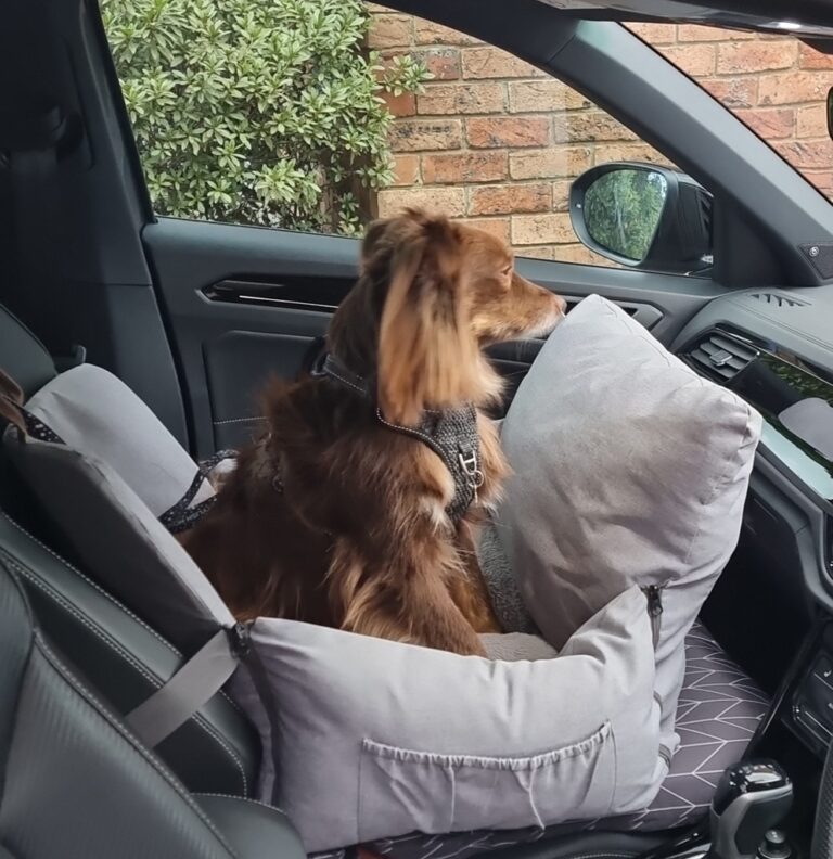 A brown Miniature American Shepherd stands inside a light grey, fabric-covered dog car seat. The seat is positioned on the front passenger side and is propped up with a grey cushion underneath. The dog is looking intently out the side window toward a brick wall and green shrubbery.