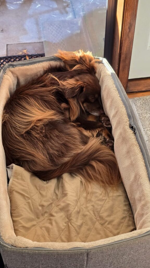 A high-angle shot of Monte, a brown Miniature American Shepherd, curled up tightly in a ball and sleeping inside his grey Modern Pets elevated car seat. The seat is sitting on a polished timber floor inside a house, near a doorway. The plush beige lining looks soft and inviting as Monte napps peacefully.