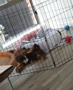 A high-angle shot of Monte, a mahogany-brown Miniature American Shepherd, sleeping soundly inside a black wire playpen on a grey wood-look floor. He is lying on his side next to a fluffy pink round pet bed and a grey blanket. A blue ball and a red toy are scattered inside the pen, and a wooden coffee table is visible in the foreground.