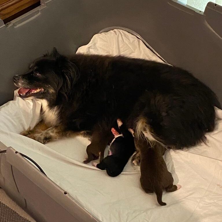 A wide eye-level shot of a black Miniature American Shepherd mother resting in a large grey plastic whelping box with her newborn puppies. The mother is lying on a white fabric sheet, looking toward the left with her mouth open and tongue visible. Three tiny puppies—two chocolate brown and one black with white markings, are huddled near her. A wooden cabinet and a brick wall are visible in the background