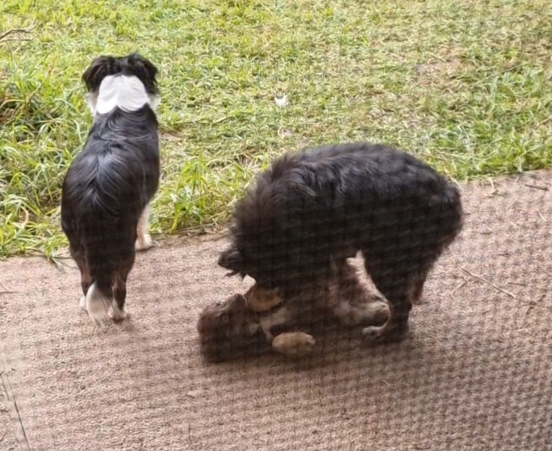 A shot taken through a screen door of two adult dogs and a puppy on a brown textured mat outdoors. In the foreground, Monte, the chocolate-brown puppy, is lying on his back playfully while his mother, a black and tan Miniature American Shepherd, leans over him for a final nuzzle. In the background, another black and white dog stands on the grass facing away from the camera.
