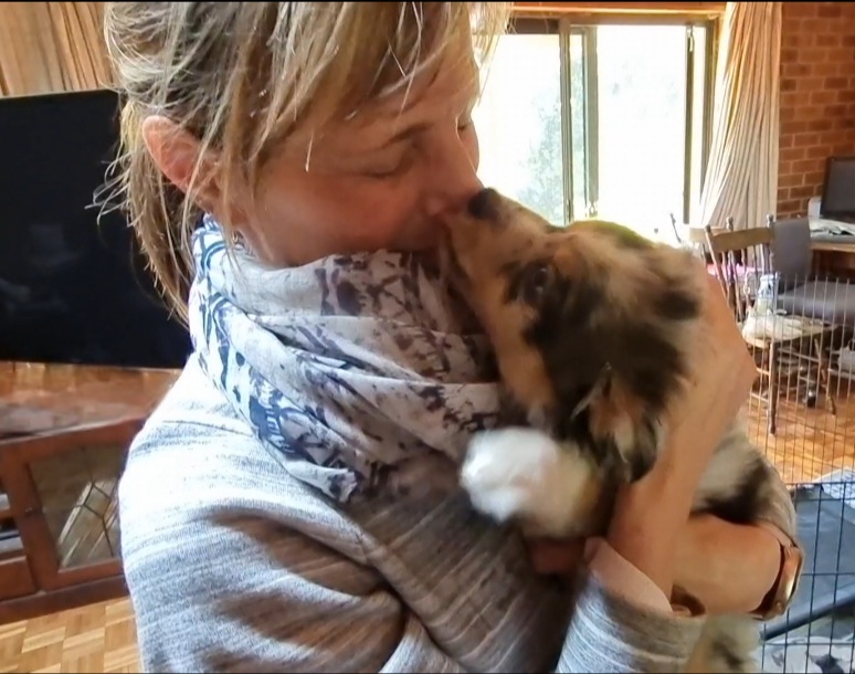 "A side-profile shot of a woman with her hair in a ponytail, wearing a grey striped hoodie and a patterned scarf, holding a blue merle Miniature American Shepherd puppy called Milo. She has her eyes closed as the puppy reaches up to lick her nose. The background shows a living room with a television, a wire puppy playpen, and a large window.