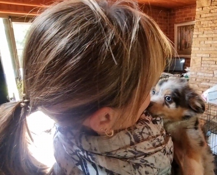 An over-the-shoulder shot from behind a woman with light brown hair in a ponytail and a patterned scarf, looking at a blue merle Miniature American Shepherd puppy named Milo. The puppy has one bright blue eye and one brown eye, and is looking directly back at her with a curious expression. The background shows a rustic room with a stone fireplace, wood-panelled walls, and a wire puppy pen.