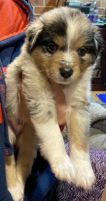 A vertical close-up shot of a blue merle Miniature American Shepherd puppy named Milo being held. The puppy has a mix of grey, black, and tan facial markings with a white muzzle and chest. He has dark, round eyes and is looking directly forward while being supported by someone wearing a blue and red hooded sweatshirt. A brick wall and a dark wooden cabinet are visible in the background.