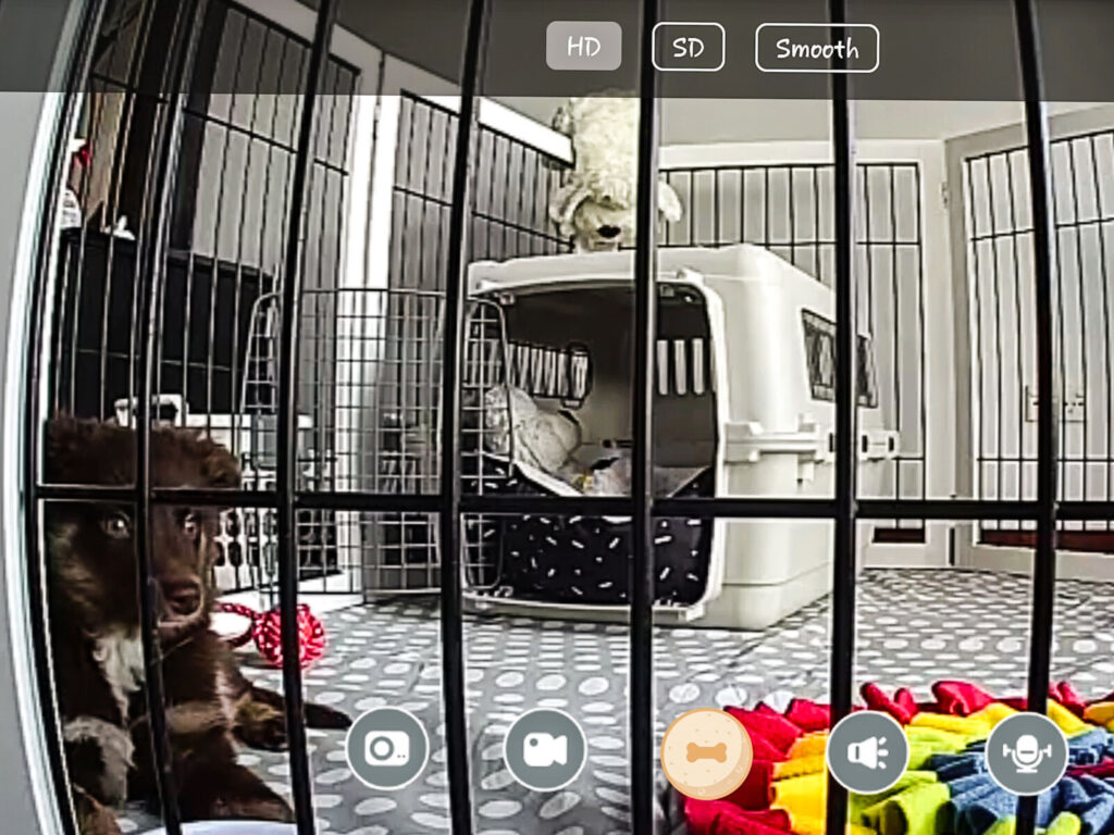 A wide-angle Furbo camera screenshot looking into a white wooden dog pen. Monte, a brown Miniature American Shepherd, sits on a polka-dot mat next to a red chew toy and a colorful rainbow snuffle mat. An open travel crate is in the background