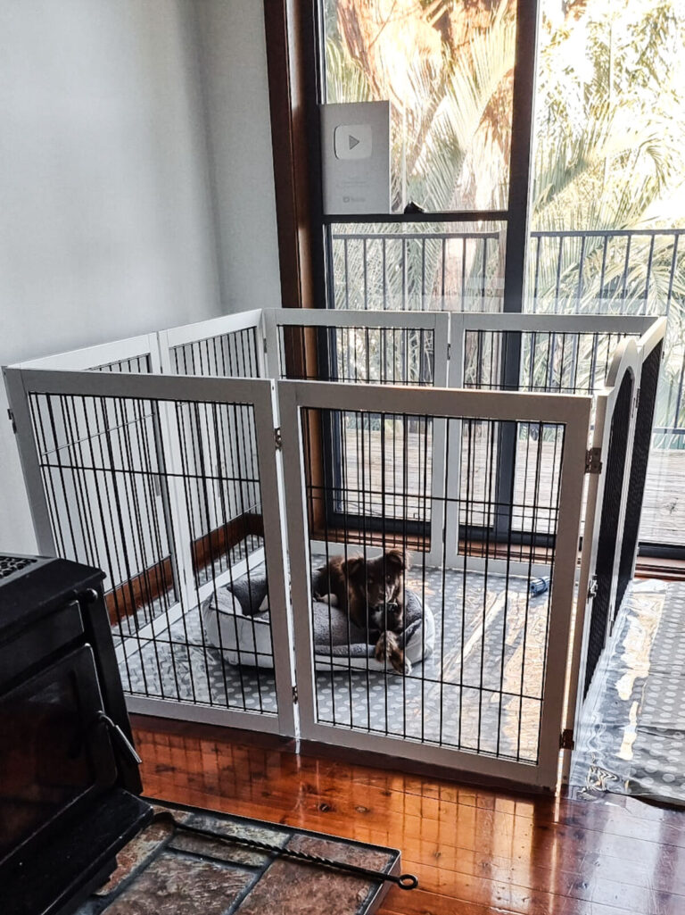 Monte, a brown Miniature American Shepherd, lying in a round grey plush dog bed inside a white wooden dog pen. The pen is set up on a polka-dot vinyl Tablecloth from Kmart and Bunnings Clear PVC Film as a floor protector hack in front of a large glass window that looks out onto a deck with palm trees.