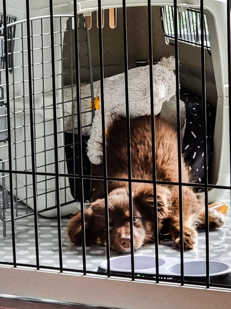 A brown Miniature American Shepherd, Monte, lies partially inside an open plastic travel crate within a white wooden dog pen. He is resting his head on a polka-dot floor protector next to a fluffy light grey Kong bear toy, viewed through the black metal bars of the pen."