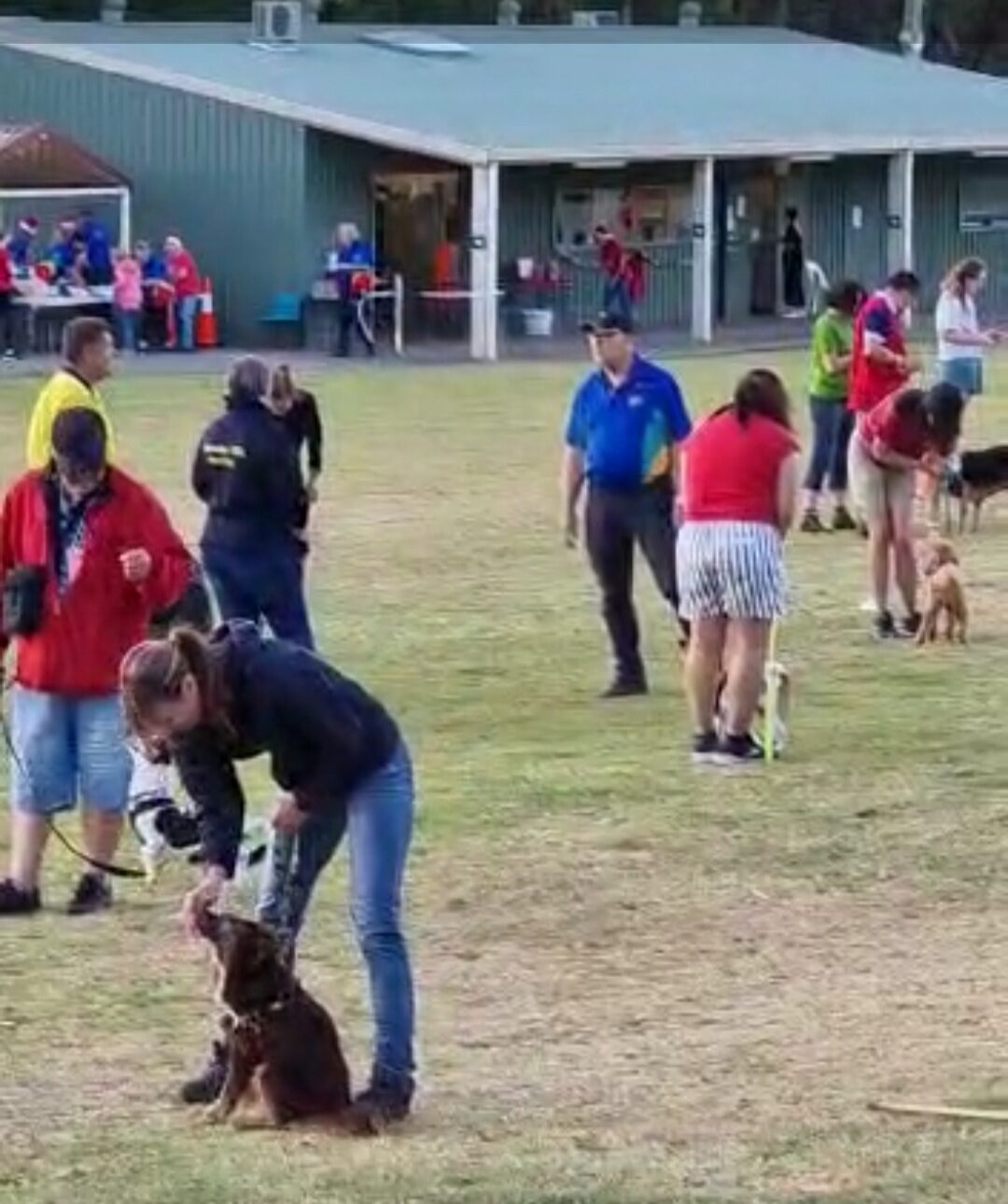 A woman in a dark jacket and jeans bends down to reward a small brown puppy who is sitting attentively on a large grassy field. In the background, other dog handlers and several people in red or blue shirts are scattered across the grass near a long, green metal building.