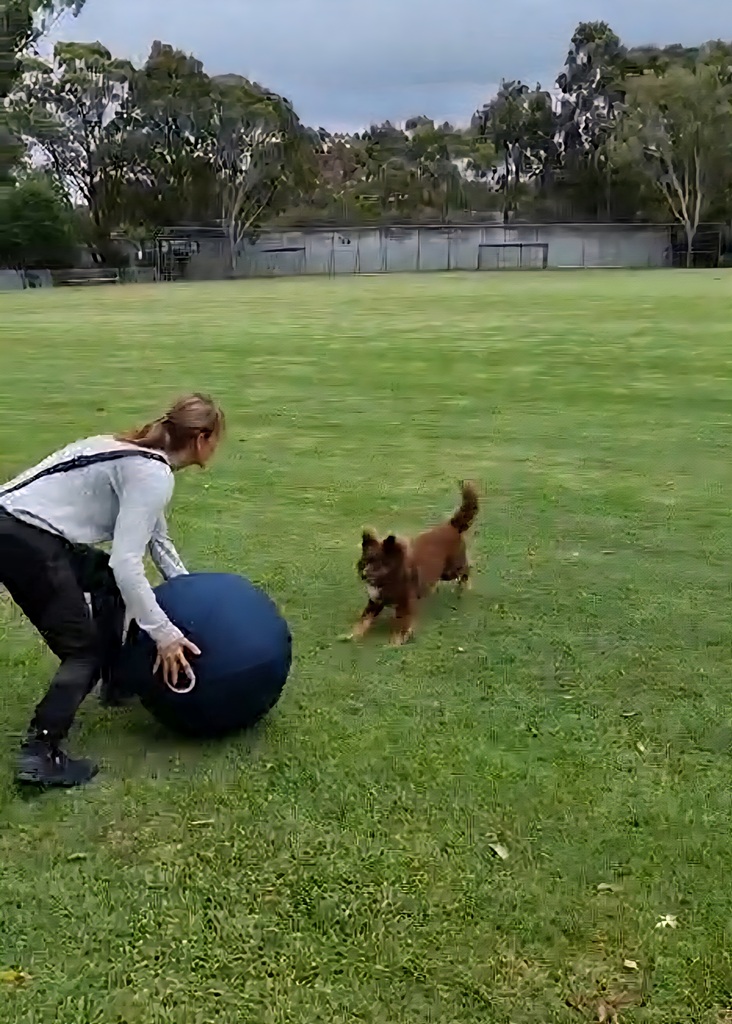 A wide action shot on a large green grass field under a grey sky. A woman in a grey long-sleeved shirt and black trousers is bent over, holding the large navy blue CollieBall. Monte, the brown Miniature American Shepherd, is running enthusiastically towards the ball with his tail up.