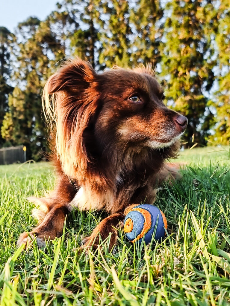 A low-angle, close-up photograph of Monte, a mahogany-brown Miniature American Shepherd, lying in green grass with a blue and orange Chuckit! ball between his front paws. He is looking off to the side with a soft expression, set against a backdrop of blurred evergreen trees.