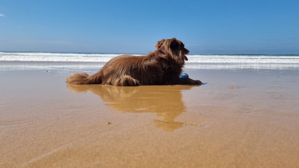 A wide, low-angle shot of Monte, a mahogany-brown Miniature American Shepherd, lying on the wet sand of a beach. His reflection is visible in the sand as he looks out at the white ocean waves under a clear blue sky.
