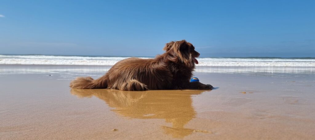 A wide, low-angle shot of Monte, a mahogany-brown Miniature American Shepherd, lying on the wet sand of a beach. His reflection is visible in the sand as he looks out at the white ocean waves under a clear blue sky.
