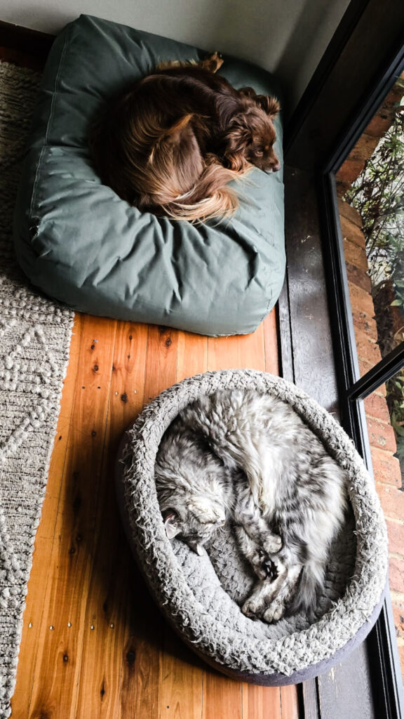 A top-down view of Monte, a brown Miniature American Shepherd, curled up on a green Kmart ultra-tough dog bed, while Diesel, a fluffy grey tabby cat, sleeps in a round plush bed nearby on a wooden floor.