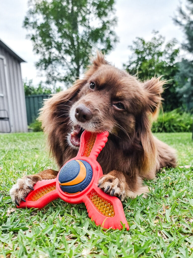 A close-up of Monte, a brown Miniature American Shepherd, lying in the grass and chewing on a red fetch flyer toy. He has his paws on the toy and is looking toward the camera with one eye partially squinted