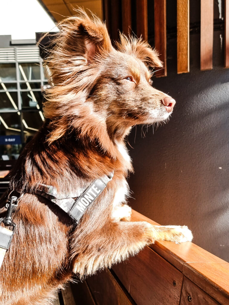 A profile shot of Monte, a mahogany-brown Miniature American Shepherd, wearing a green camouflage Dog Friendly Co harness with his name, 'MONTE,' printed on a custom side patch. He is leaning his front paws on a wooden railing and looking out into a sunny outdoor area.