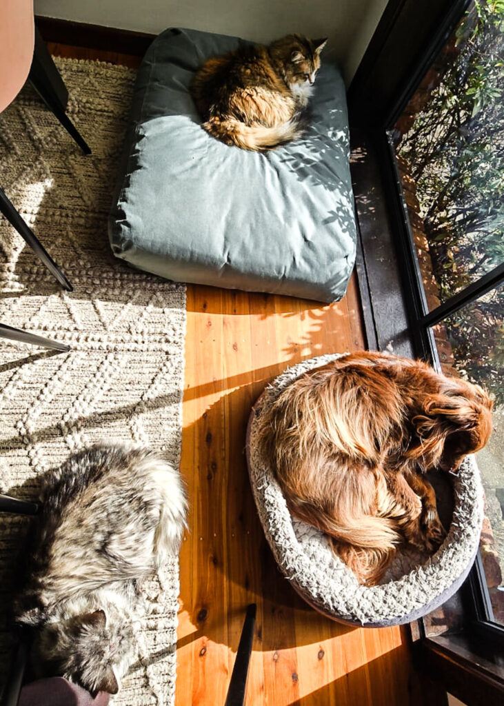 A top-down 2026 photo showing a calico cat, Holly, claiming a large green dog bed, while Monte, a Miniature American Shepherd, is curled up tightly inside a much smaller round cat bed. Diesel, a grey tabby cat, is lying nearby on a textured cream rug.
