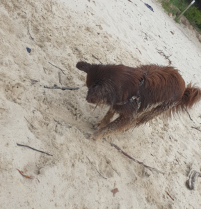 A high-angle action shot of Monte, a brown Miniature American Shepherd, digging enthusiastically in the white sand at a beach. His thick fur is heavily coated in sand, making him look "crumbed" like a schnitzel as he kicks up sand with his front paws. The background shows a sandy slope with some green coastal scrub.