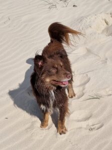 A close-up shot of Monte, a brown Miniature American Shepherd, standing on a white sand beach. His fur is damp and heavily coated in sand, particularly around his legs and chest. He has a happy expression with his tongue slightly out, and his fluffy tail is curled upwards.