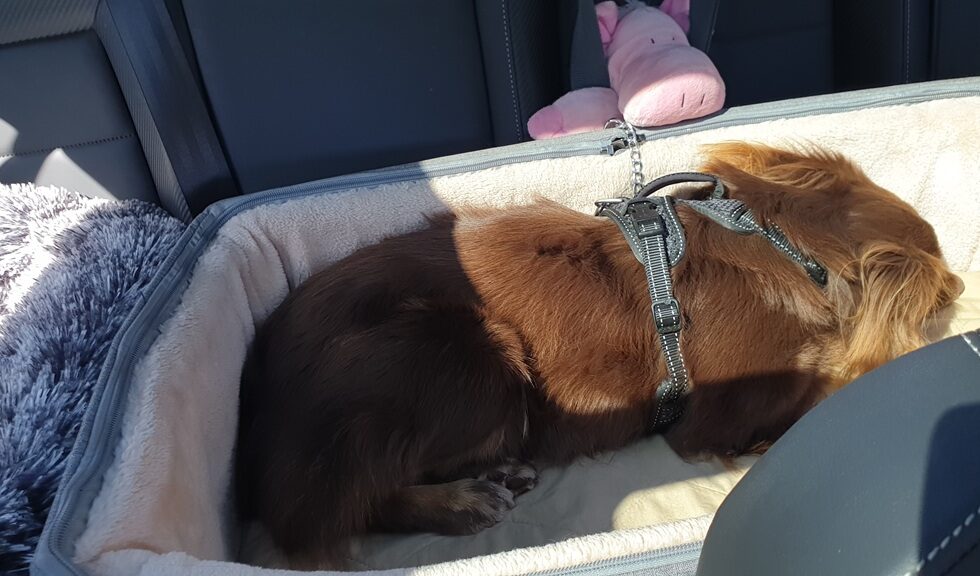 A horizontal high-angle shot of Monte, a mahogany Miniature American Shepherd, curled up and sleeping in a grey fabric car booster seat. He is wearing a black harness and is nestled into the cream-coloured fleece lining of the seat. A pink plush pig toy is tucked into the seatbelt behind him, and dappled sunlight falls across his rich brown fur.