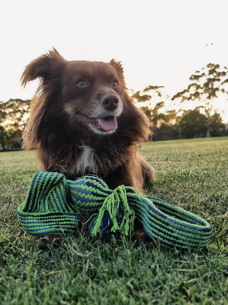 A low-angle, outdoor photograph of Monte, a mahogany-brown Miniature American Shepherd, lying in a grassy field at dusk with a blue and lime-green woven tug toy in front of him. He is panting happily with his tongue out, looking off into the distance.