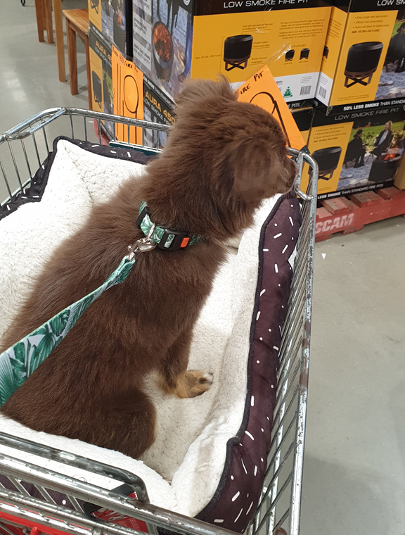 A brown Miniature American Shepherd puppy with a green leaf-patterned leash sits inside a metal shopping trolley lined with a plush dog bed. In the background, stacks of "Aura 450 Low Smoke Fire Pit" boxes are visible on a wooden pallet