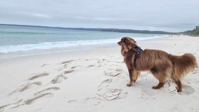 A profile shot of Monte, a mahogany-brown Miniature American Shepherd, standing on the white sand of Hyams Beach. He is wearing a black harness and looking out toward the turquoise ocean waves under a cloudy sky.