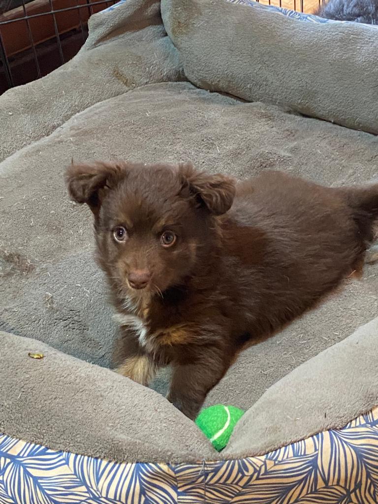 A vertical eye-level shot of Monte as a young chocolate-brown puppy sitting in a grey plush dog bed at a breeder's home. He has strikingly light, curious eyes and is looking directly at the camera. A small bright green tennis ball is visible in the foreground inside the bed, which has a blue and tan tropical leaf pattern on the exterior.
