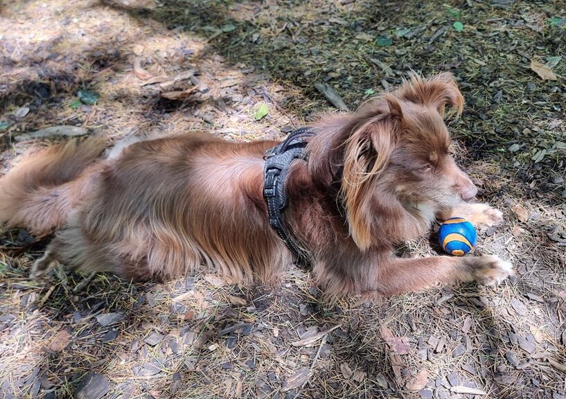 A medium horizontal shot of a mahogany Miniature American Shepherd wearing a black harness, lying down on a bed of dry pine needles and mulch in a shaded outdoor garden. The dog is resting with his head slightly turned, and a small blue and orange rubber ball sits directly between his front paws. Dappled sunlight filters through the overhead trees, creating soft shadows on the ground.