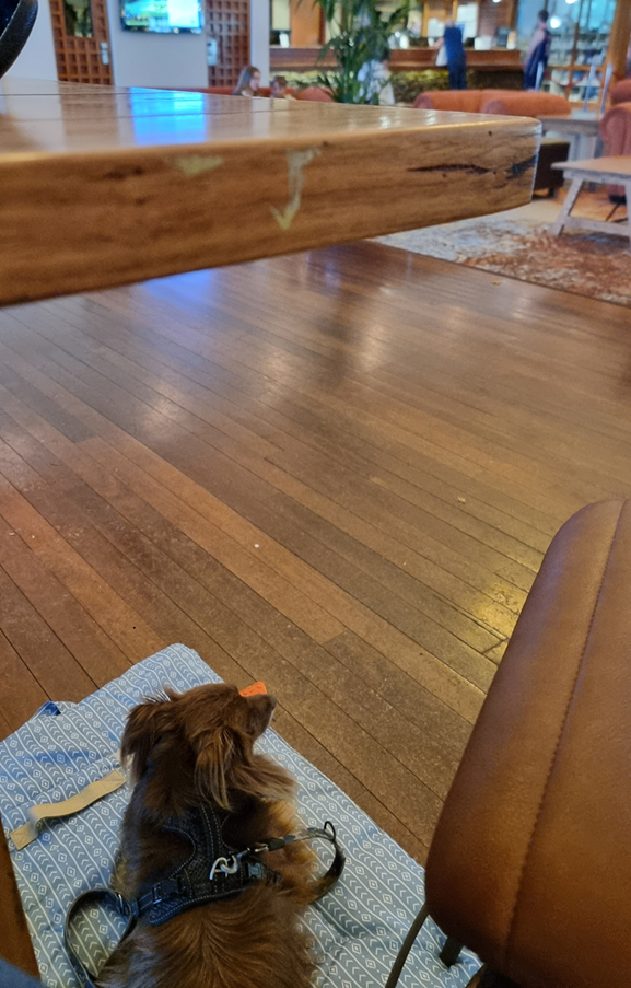A vertical high-angle shot looking down from a timber table to a mahogany Miniature American Shepherd lying on a blue patterned travel mat on a timber floor. The dog is wearing a black harness with a lead attached. In the background, a spacious hotel lobby with lounge seating, indoor plants, and a reception desk is visible.
