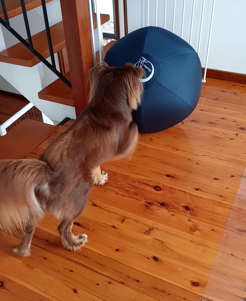 A brown Miniature American Shepherd stands on a polished timber floor, leaning forward to sniff a large, navy blue inflated CollieBall. The scene is set near a wooden staircase and a white safety gate. Monte’s long, fluffy tail and focused posture show his initial investigation of the new herding toy.