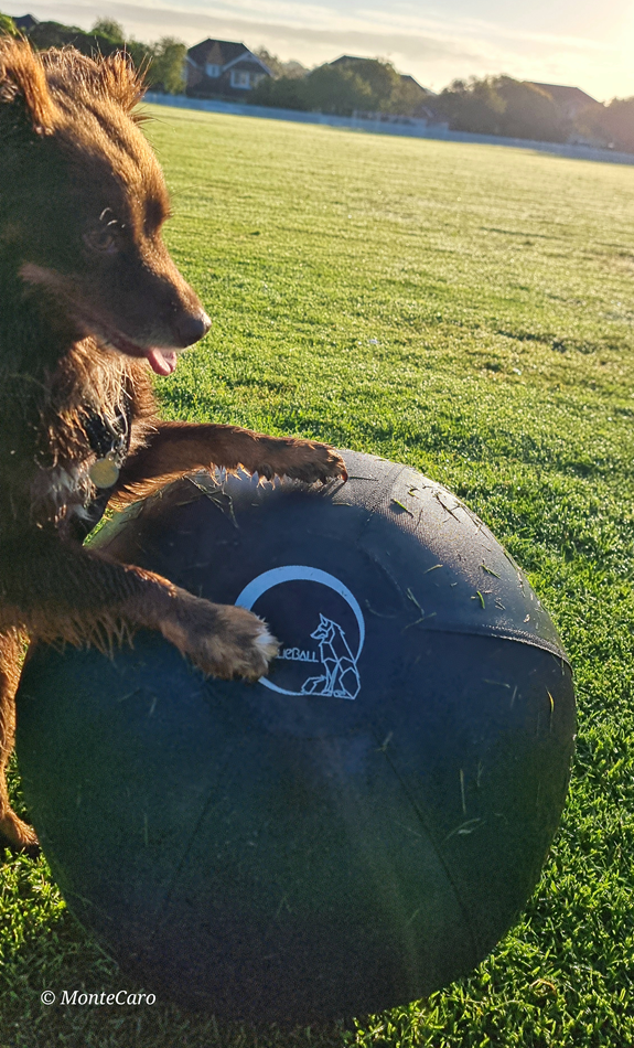 A close-up, vertical shot of Monte, a brown Miniature American Shepherd, standing on a green grassy field at dawn. He is leaning his front paws against a large, black, inflated herding ball (a Collieball) that has a white wolf logo on it. The grass is covered in morning dew and scattered with loose clippings. The low sun in the background creates a warm glow over the scene, silhouetting a row of houses in the distance.