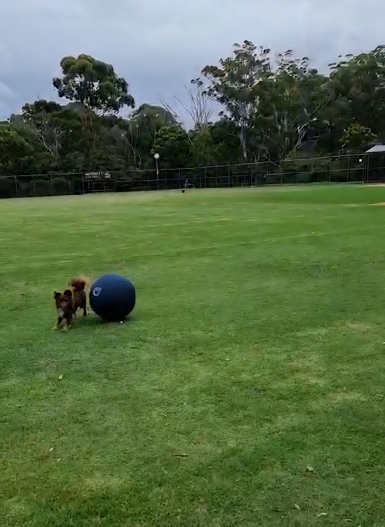 Monte is captured in mid-stride, running alongside the large navy blue CollieBall on a lush grass field. His tail is raised, and his posture is more upright than in previous shots, showing the high-energy, playful side of the herding session.