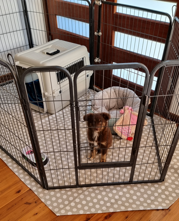 A high-angle vertical shot of a brown Miniature American Shepherd puppy sitting inside a grey metal playpen on a polished timber floor. The hexagonal pen contains a tan plastic pet carrier, a grey bolstered bed, a pink patterned toy, and a water bowl. The setup is placed on a tan and white polka-dot Flannel-Backed Vinyl Tablecloth from Kmart floor protection hack in front of a wooden door with frosted glass panels.
