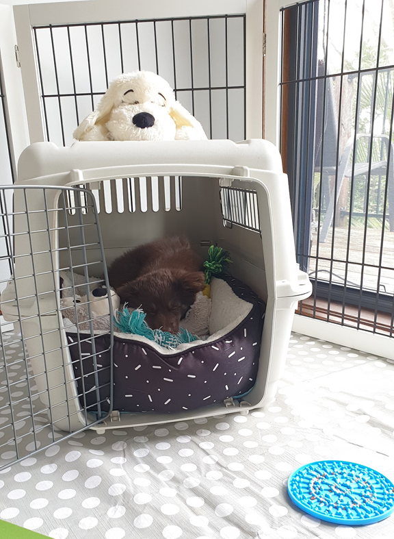 A close-up vertical shot of a brown Miniature American Shepherd puppy sleeping soundly inside a tan plastic travel crate. The crate is lined with a dark, white-patterned bolstered bed and contains a teal rope toy. A large, white plush dog toy rests on top of the crate. The setup is placed on a grey and white polka-dot mat inside a white wooden playpen, with a blue silicone slow-feeder mat visible on the floor to the right.