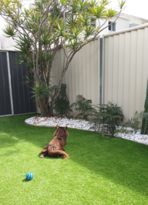 A vertical shot taken from behind Monte, a mahogany Miniature American Shepherd, as he sits on a vibrant green artificial lawn in a backyard. He is looking toward a garden bed filled with white pebbles, small green ferns, and a thin, multi-branched tree. A tall cream-colored fence and a dark grey shed are in the background, with a blue rubber ball on the grass to the left.