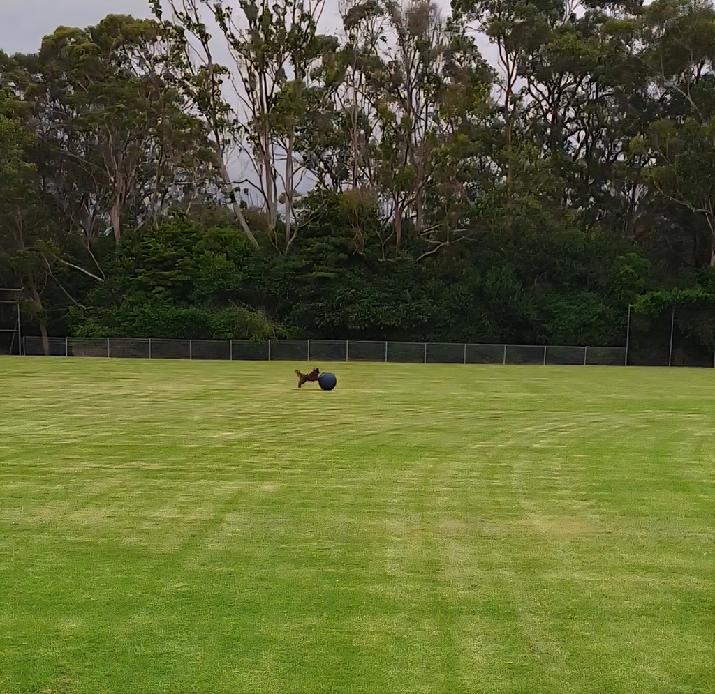 A high-angle, wide shot of a vast, green sports field bordered by a dense line of tall trees under a grey sky. In the centre of the field, Monte, the brown Miniature American Shepherd, is seen as a small figure leaping up against the large navy blue CollieBall.