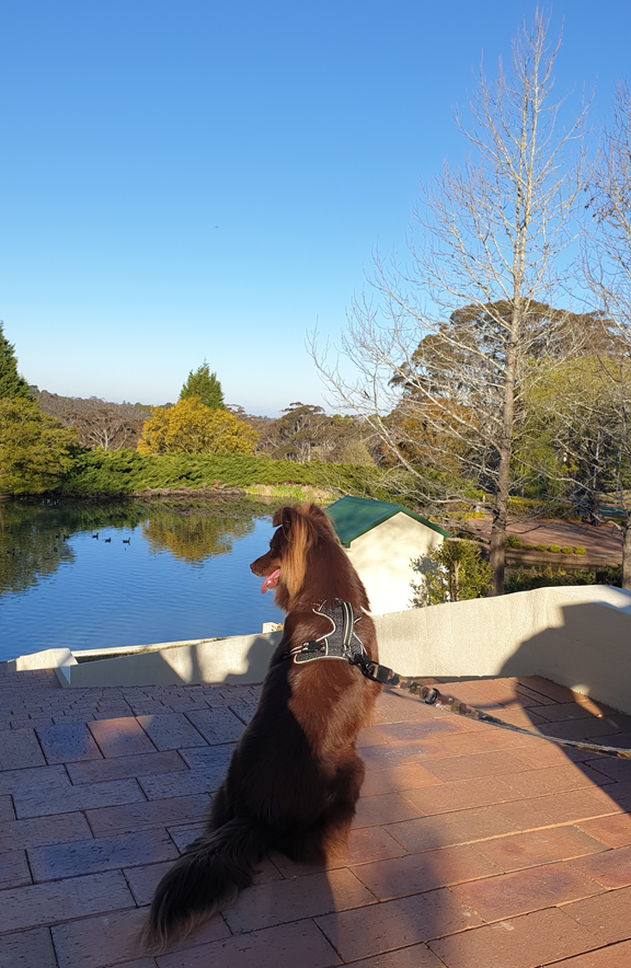 A vertical shot from behind of a mahogany Miniature American Shepherd sitting on a terracotta-tiled terrace, looking out over a large pond. Several ducks are swimming in the calm water, which reflects a clear blue sky and a row of distant golden-yellow and green trees. The dog is wearing a black harness and is leashed.