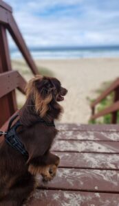 A vertical close-up of Monte, a mahogany-brown Miniature American Shepherd, sitting on a wooden beach access ramp. He is wearing a black harness and looking out towards Mermaid Beach. The sandy shore and blue ocean in the background are softly blurred, and Monte’s ears are slightly windswept
