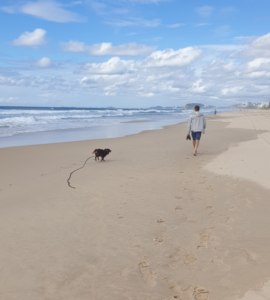 A wide-angle vertical shot of a man walking away from the camera on a vast sandy beach. He is carrying his shoes and walking toward a distant headland. To his left, Monte, a mahogany Miniature American Shepherd, trots along on a long black lead. The blue ocean with white surf is on the left, and the sky is filled with bright, scattered clouds