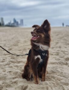 A vertical portrait of Monte, a mahogany Miniature American Shepherd, sitting on a sandy beach. He is wearing a black harness and lead, looking off to the side with his tongue out in a happy expression. His ears are blowing in the wind, and a blurred skyline of high-rise buildings is visible on the distant horizon under a cloudy sky.
